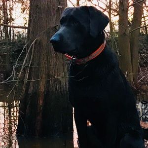 Meet your Posher, Lamar